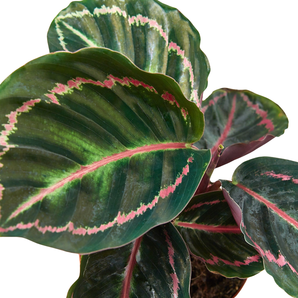 Calathea 'Dottie' — Pot Options