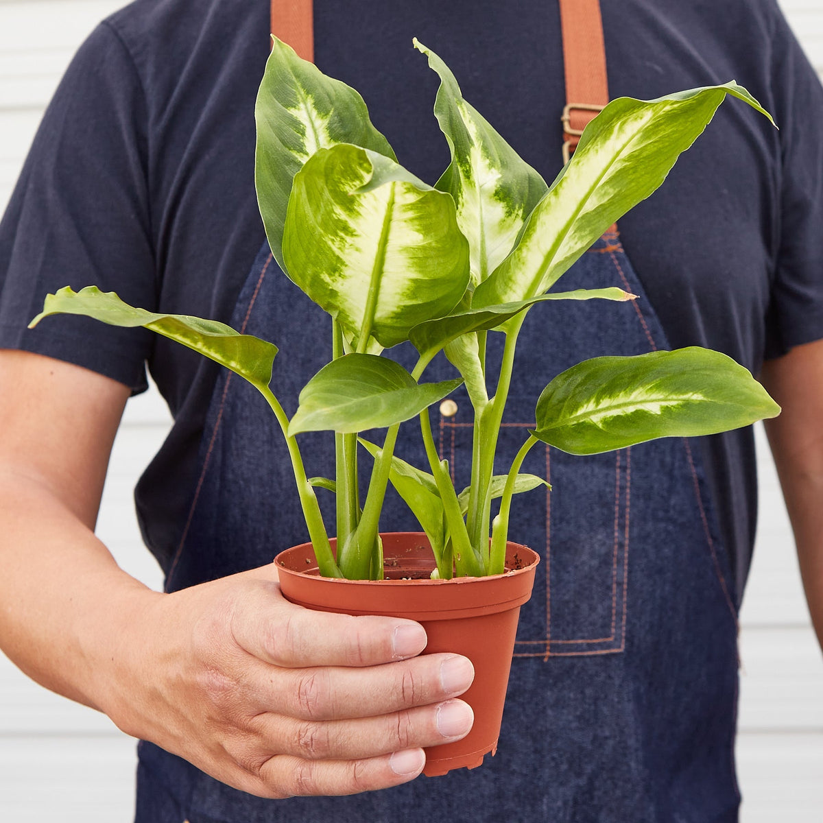 Dieffenbachia Camille 'Dumb Cane'
