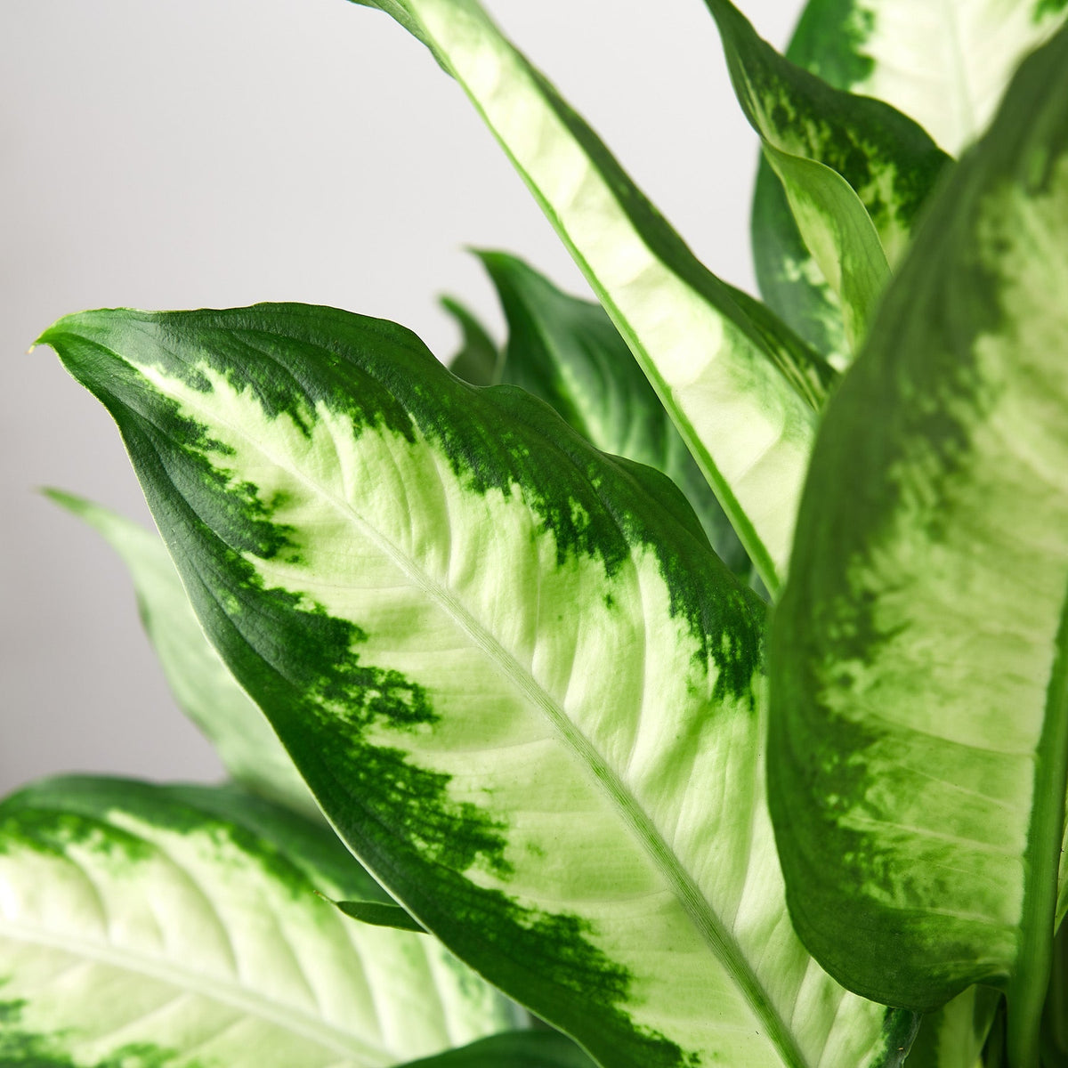Dieffenbachia Camille 'Dumb Cane'