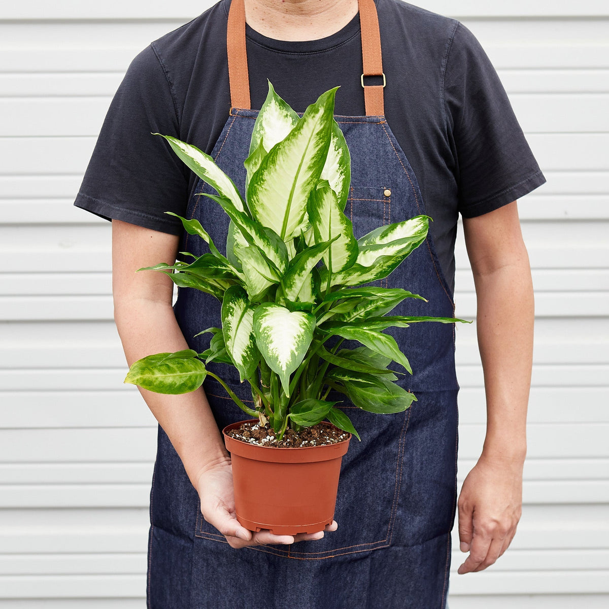 Dieffenbachia Camille 'Dumb Cane'