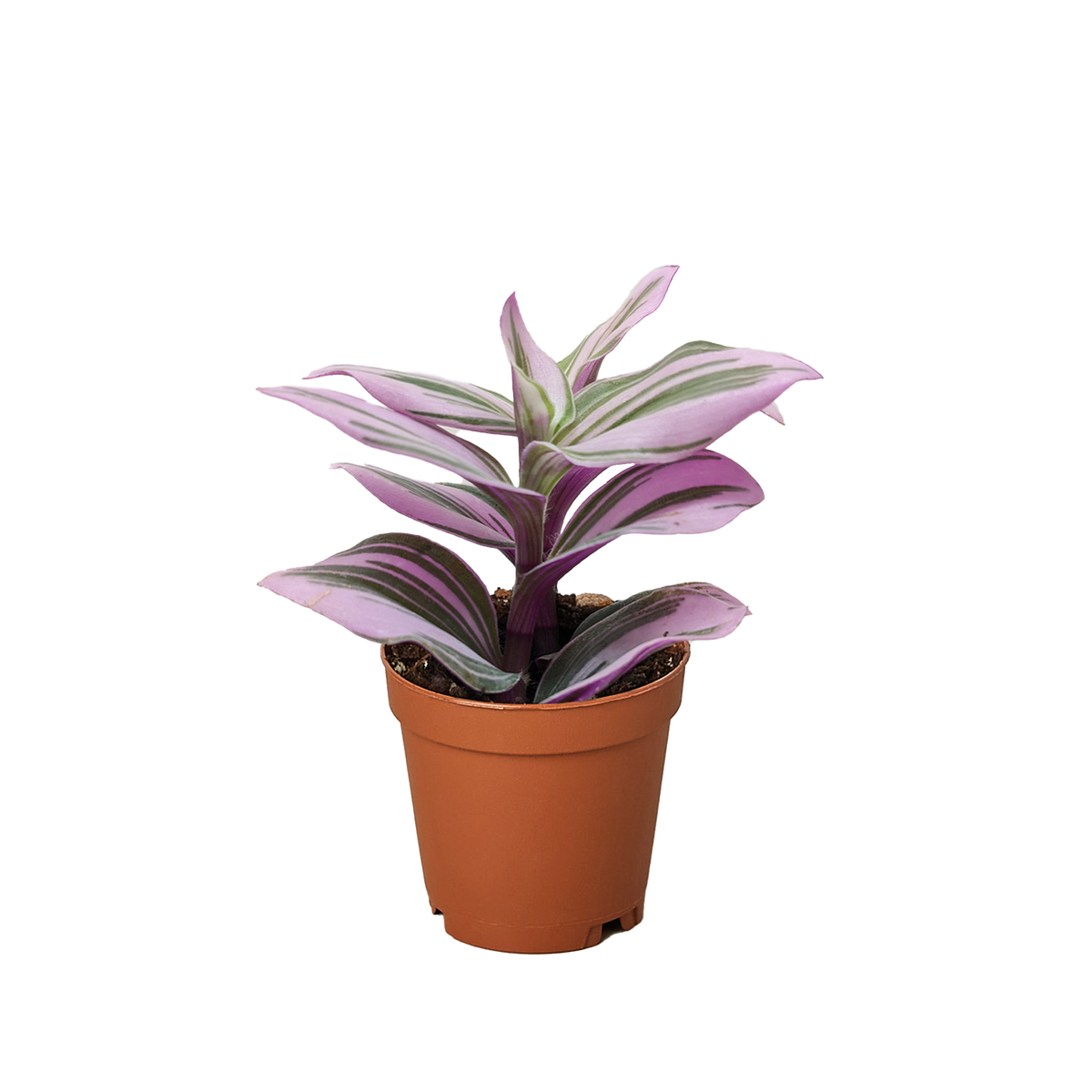 Tradescantia 'Nanouk'