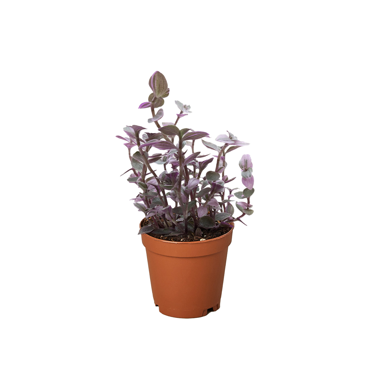 Tradescantia Callisia 'Pink Panther'