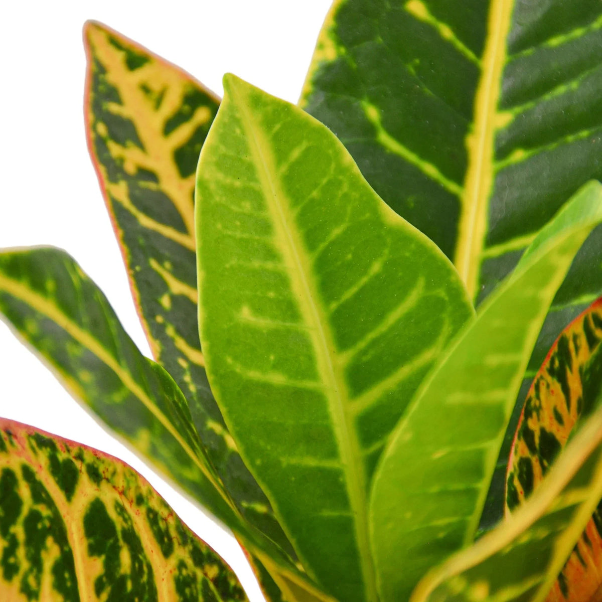 Croton Petra 'Joseph's Coat'