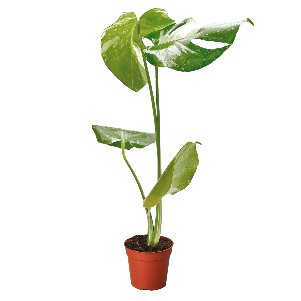 Monstera 'Thai Constellation'