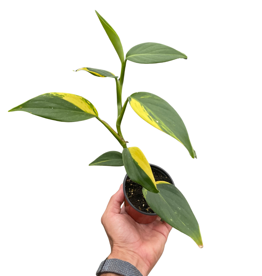 Scindapsus 'Coriaceus'
