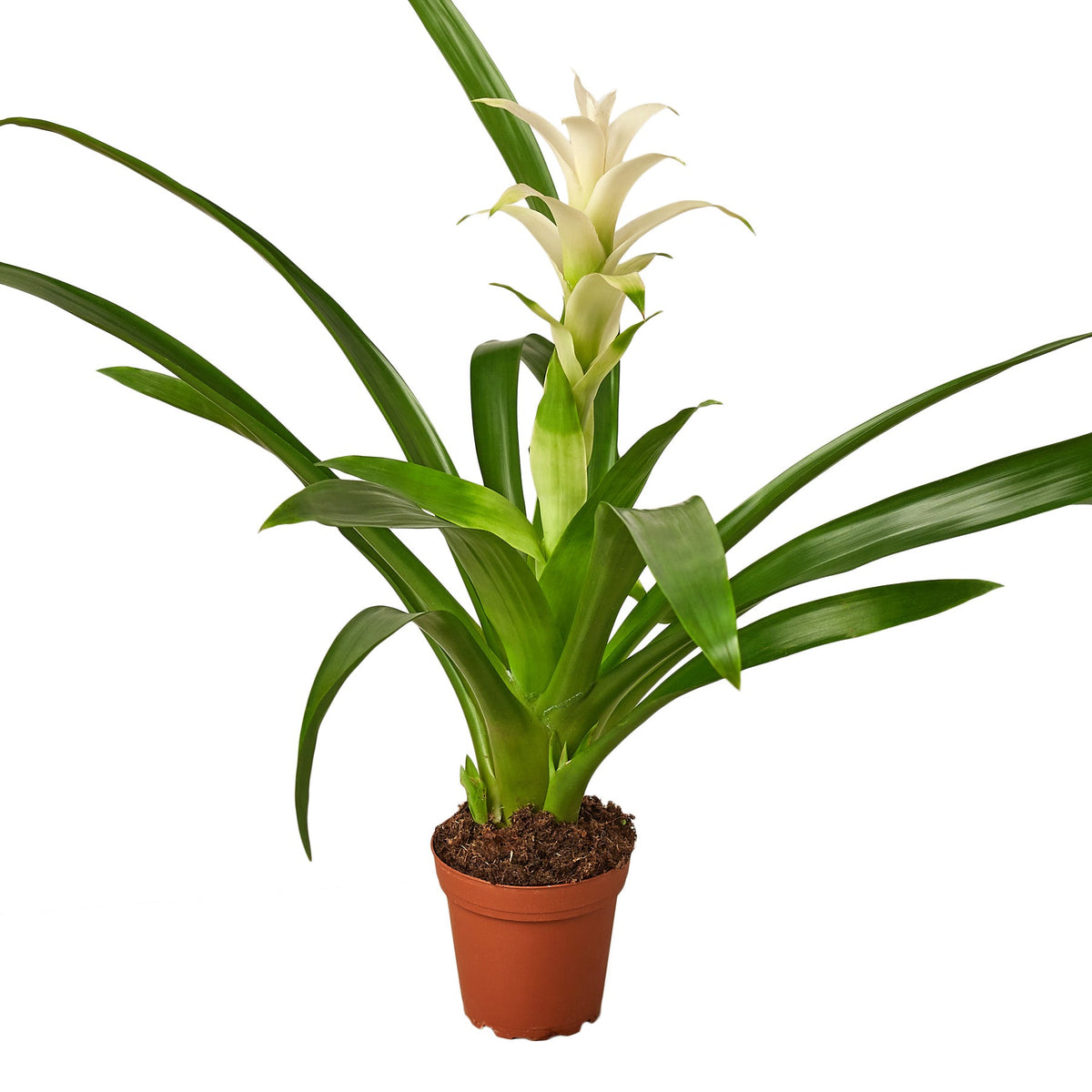 Bromeliad Guzmania 'White'