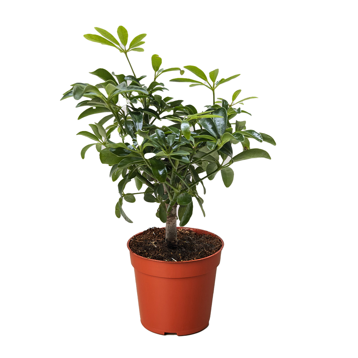 Bonsai Schefflera Arboricola