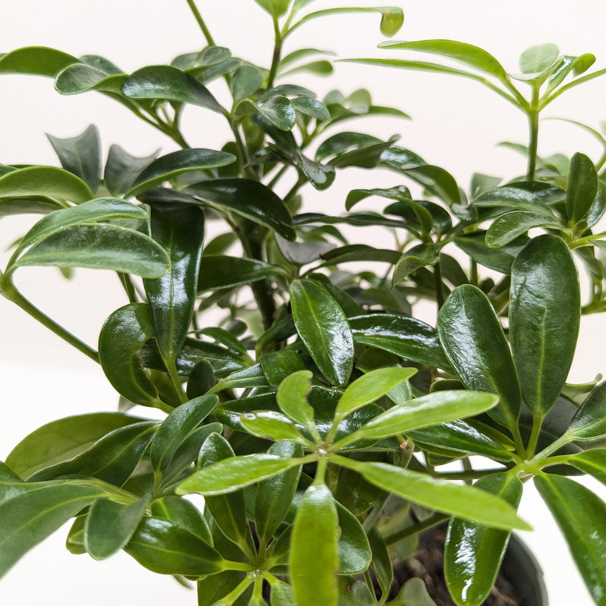 Bonsai Schefflera Arboricola