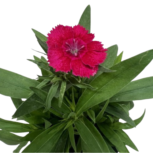 Dianthus