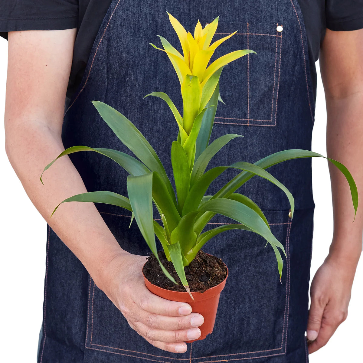 Guzmania Bromeliad 'Yellow'