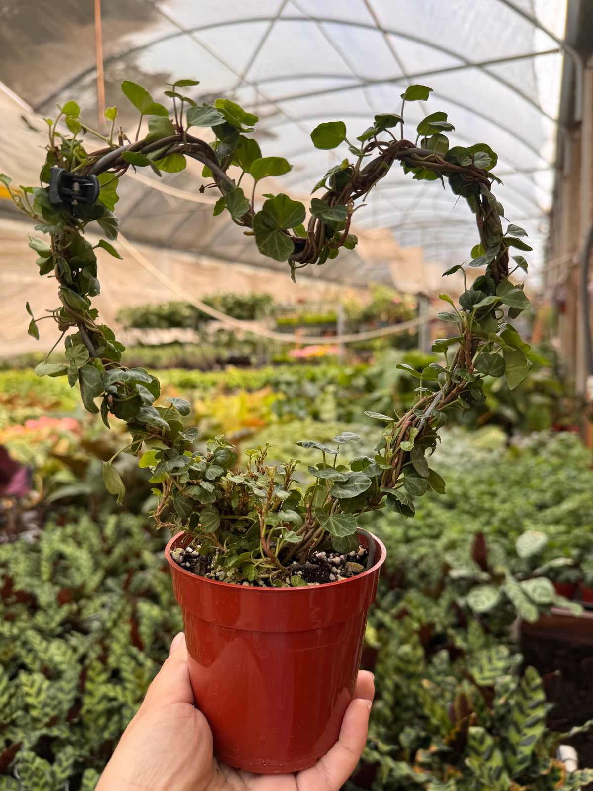 Ivy Topiary Heart