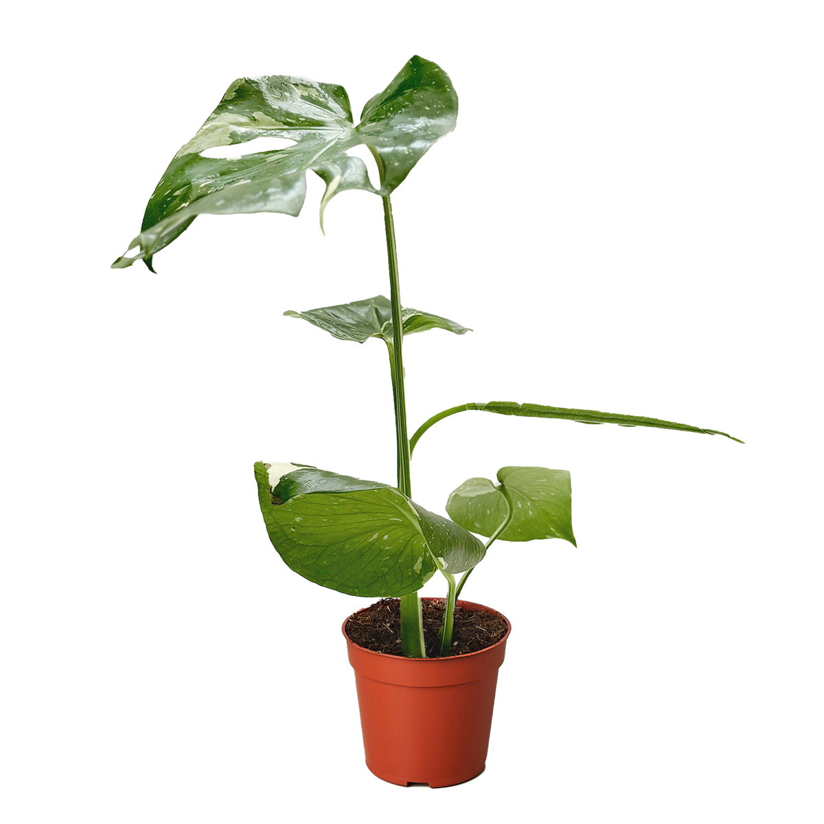 Monstera 'Thai Constellation'