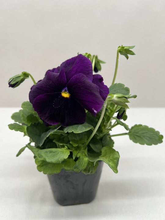 Pansy
