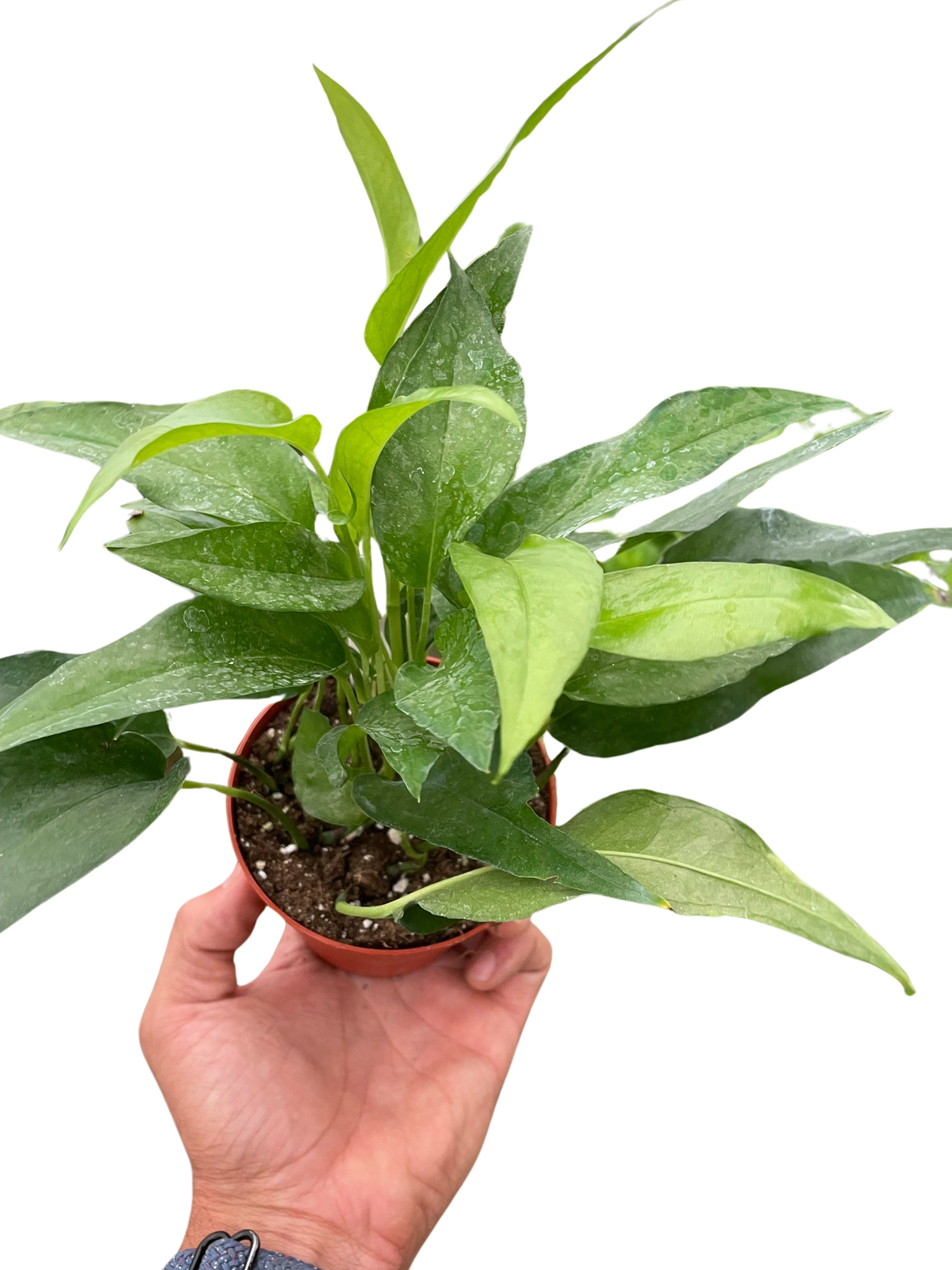 Pothos Skeleton Key