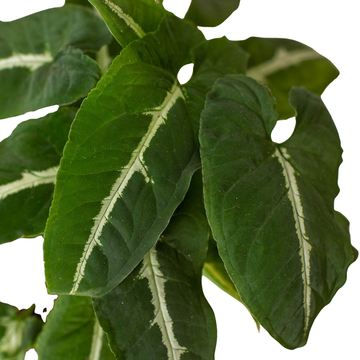 Syngonium wendlandii 'Black Velvet' — Pot Options