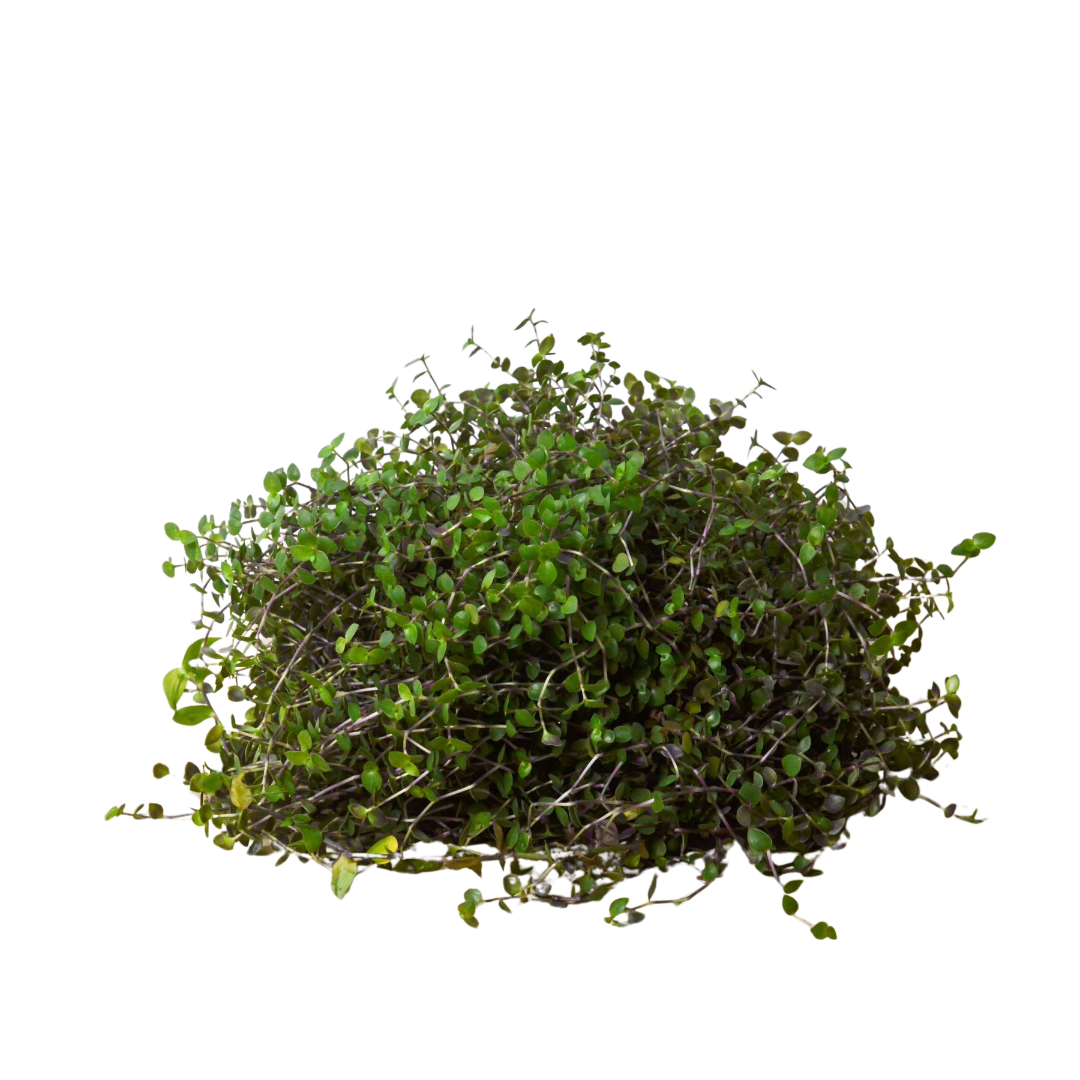 Callisia Repens