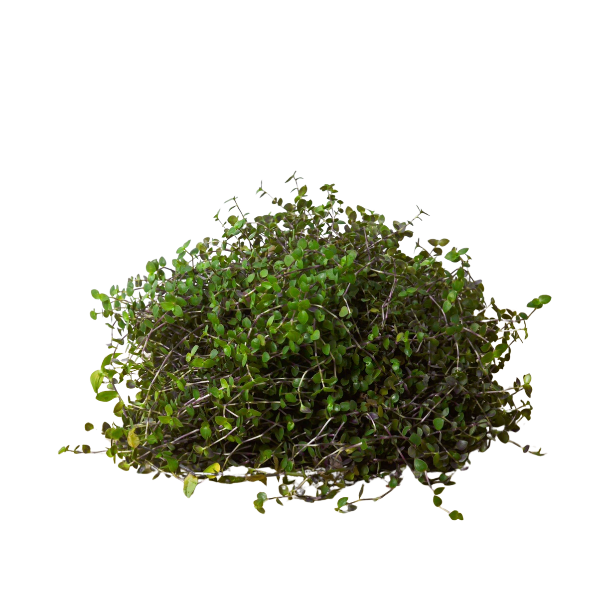 Callisia Repens