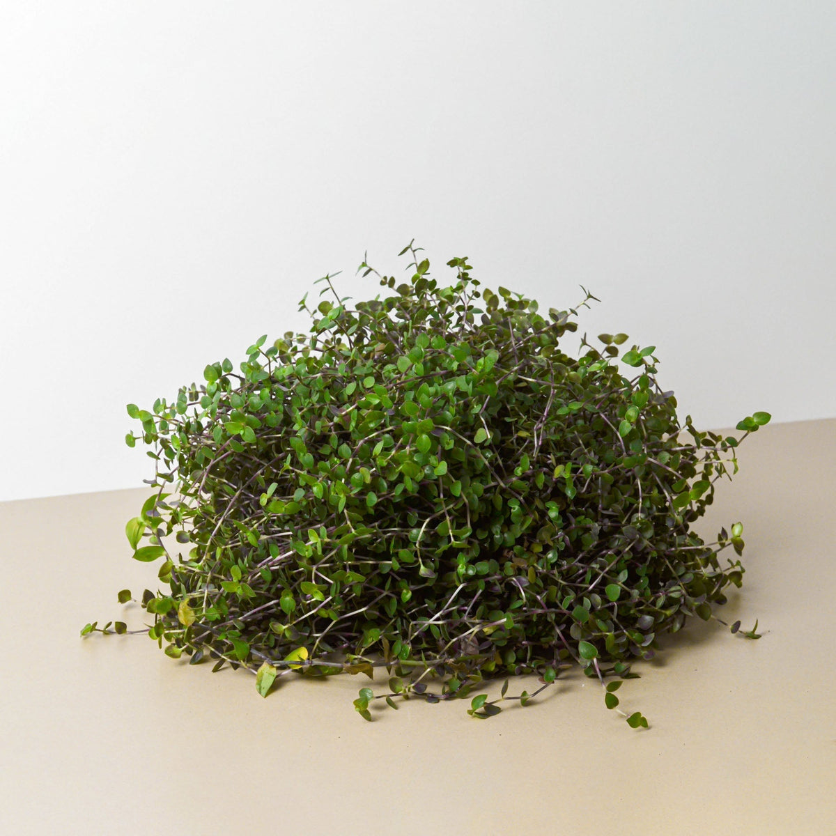 Callisia Repens