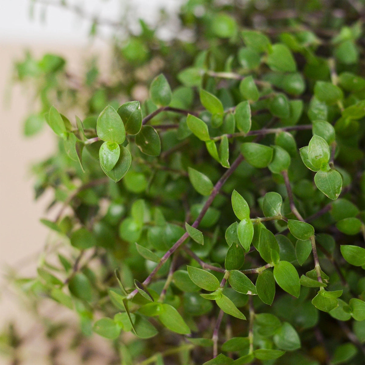 Callisia Repens