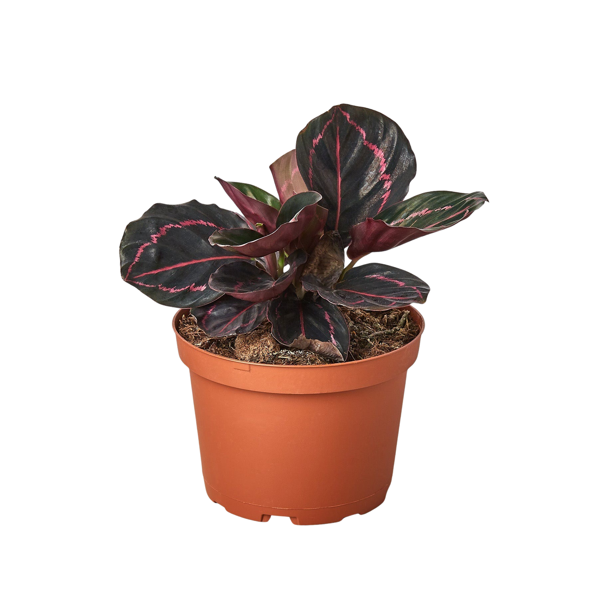 Calathea 'Dottie' — Pot Options