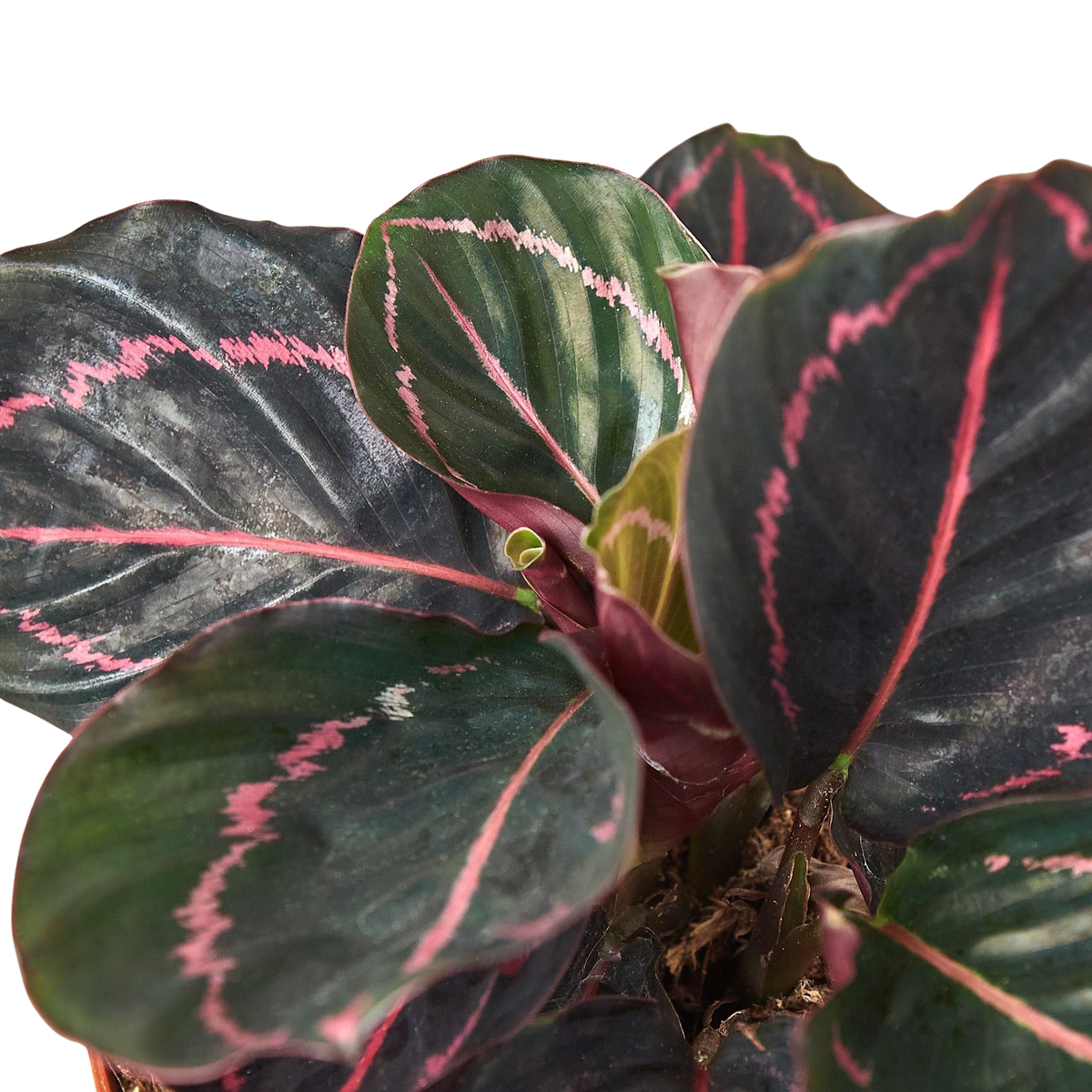 Calathea 'Dottie' — Pot Options