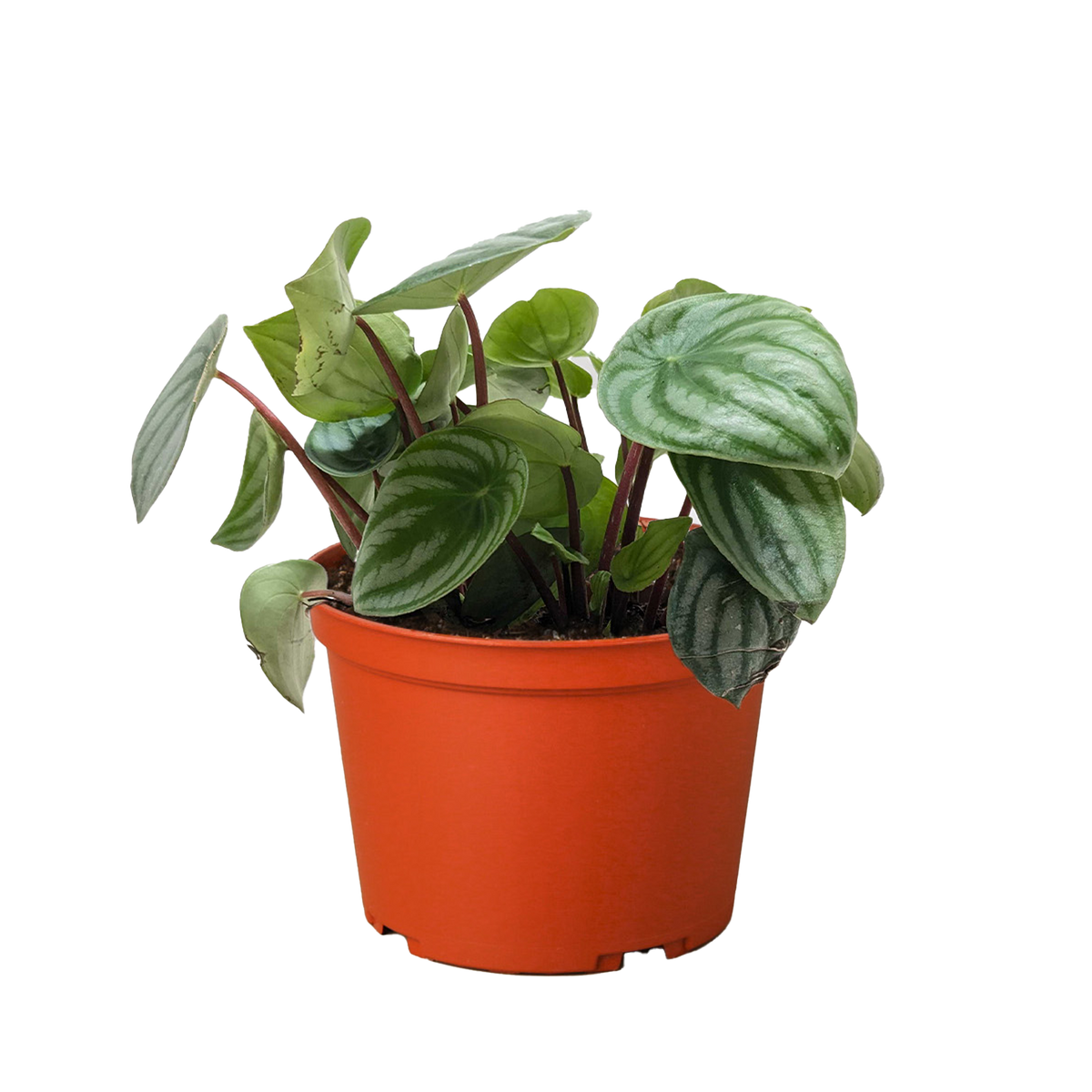 Peperomia Watermelon