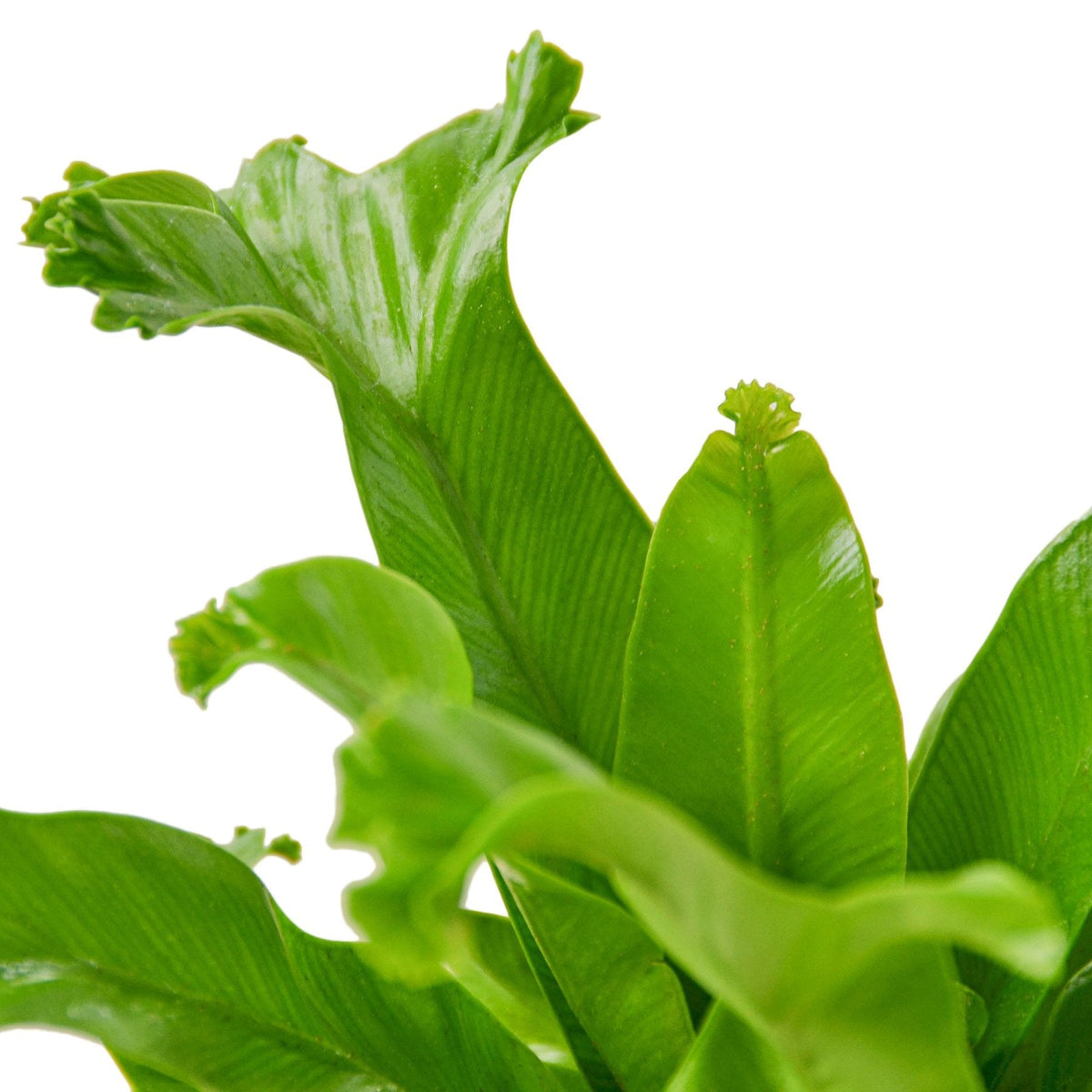 Bird's Nest 'Leslie' Fern — reference image; plants vary