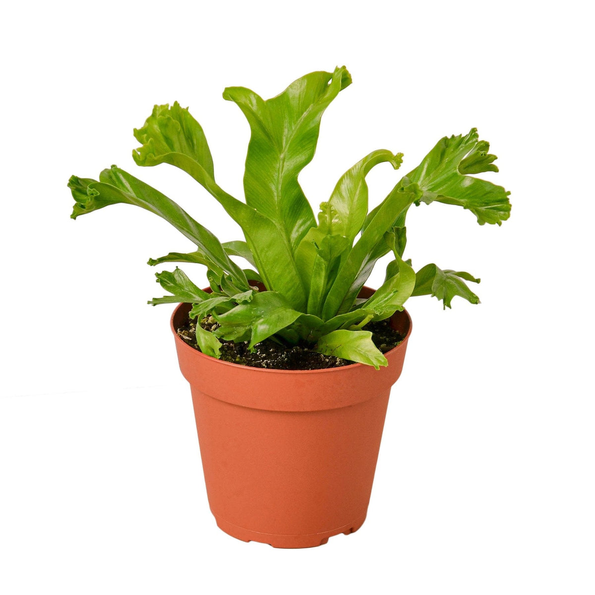 Bird's Nest 'Leslie' Fern — reference image; plants vary