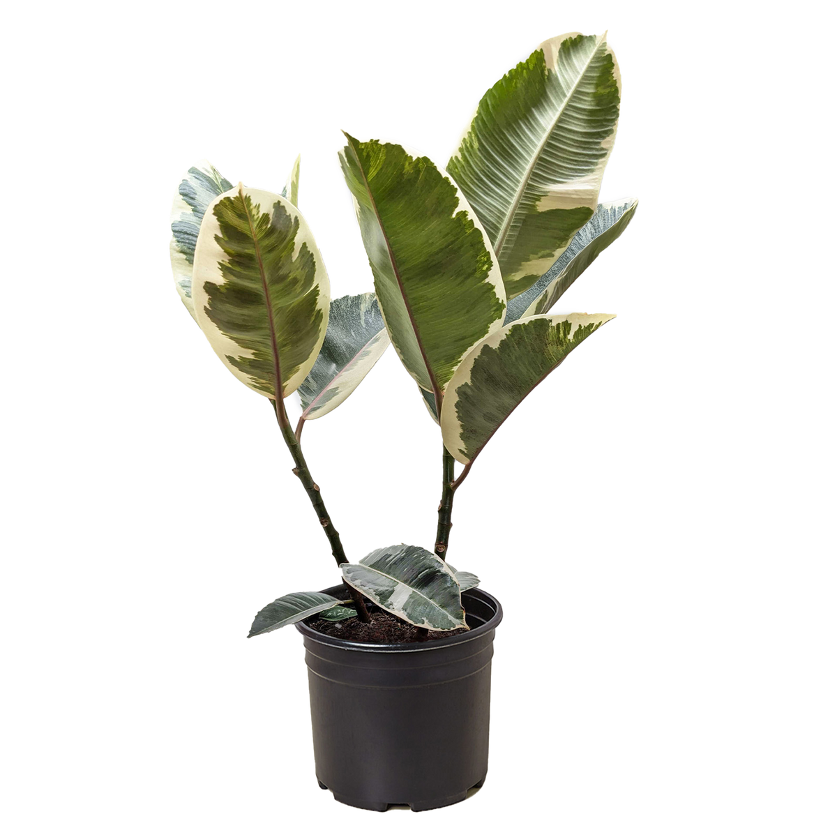 Ficus Elastica 'Tineke'