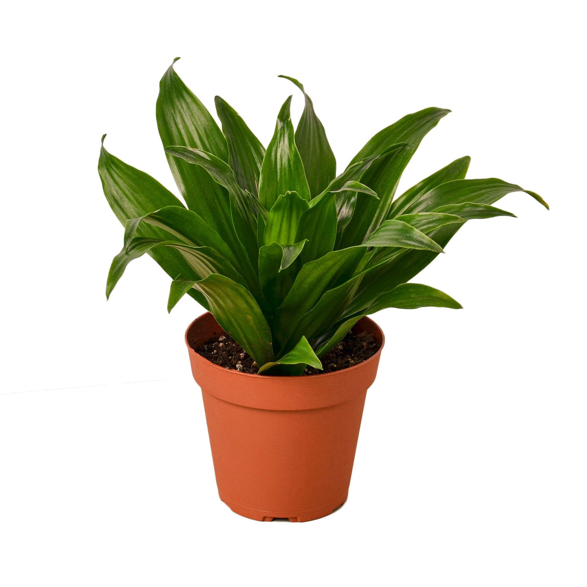 Dracaena ‘Janet Craig’ in a 4-inch nursery pot