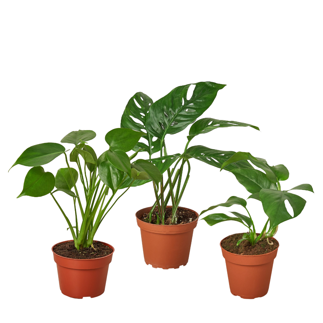 Monstera + Rhaphidophora Trio
