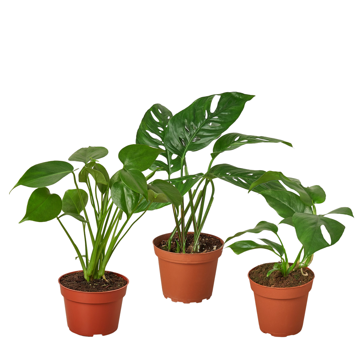 Monstera + Rhaphidophora Trio
