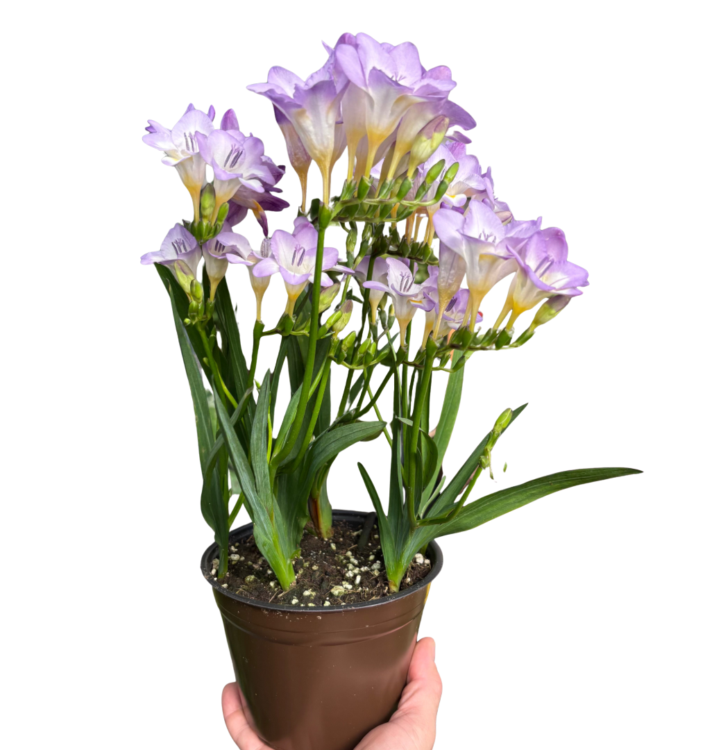 Freesia 'Purple'
