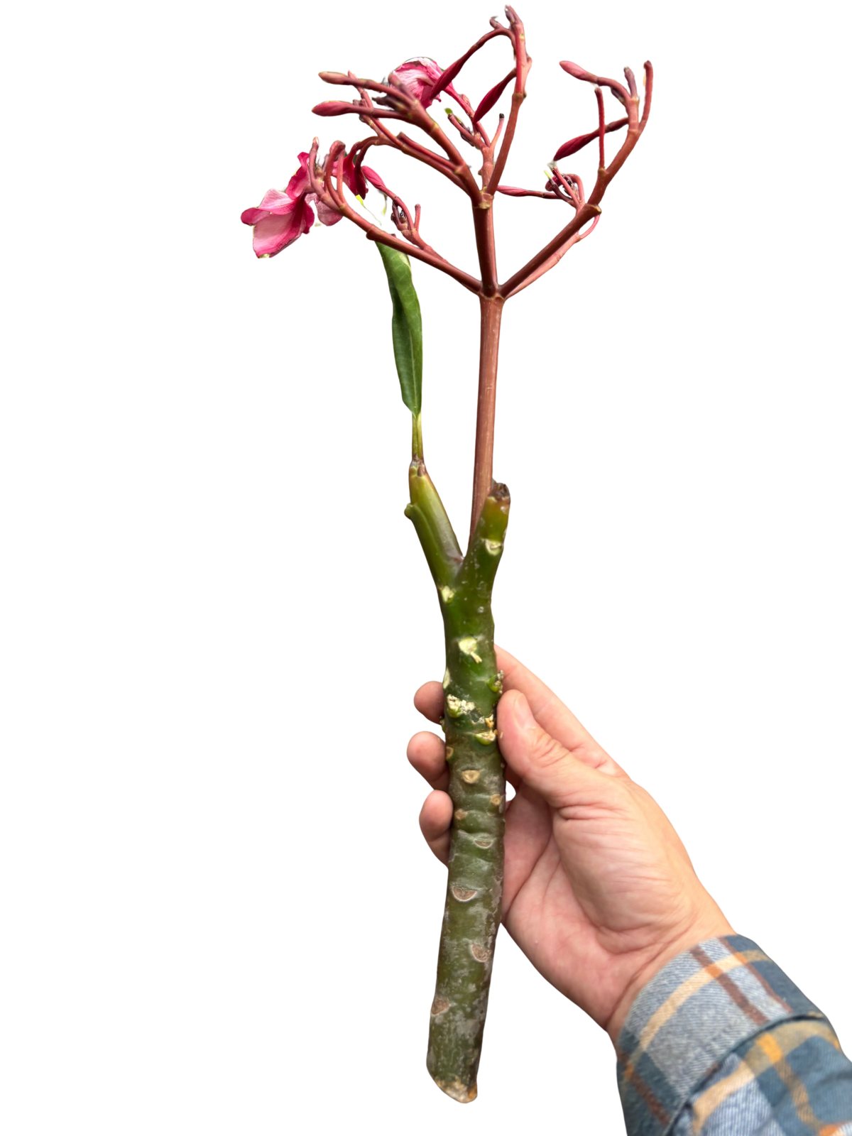 Plumeria Mex Pink Single