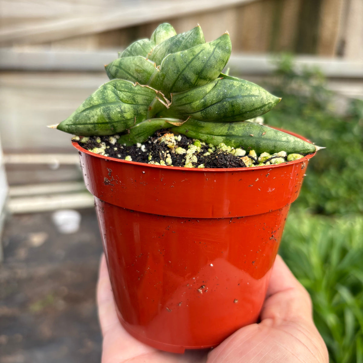 Snake Cylindrica Bonji