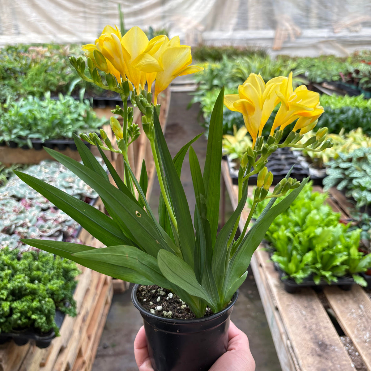 Freesia 'Yellow'