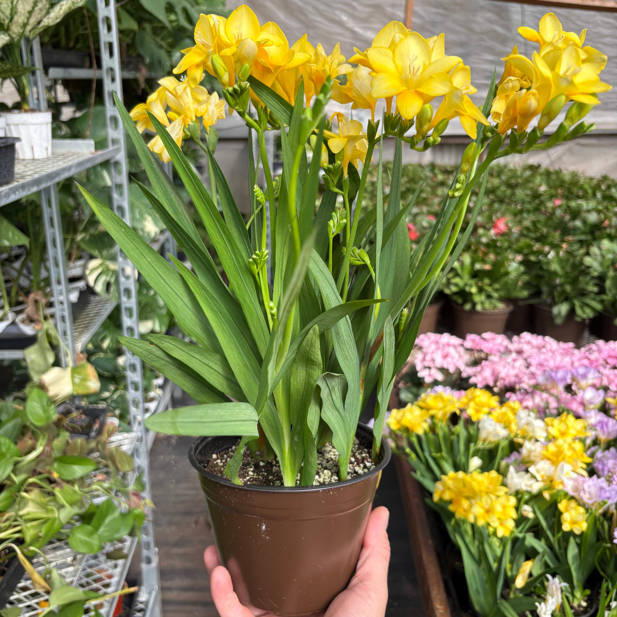 Freesia 'Yellow'