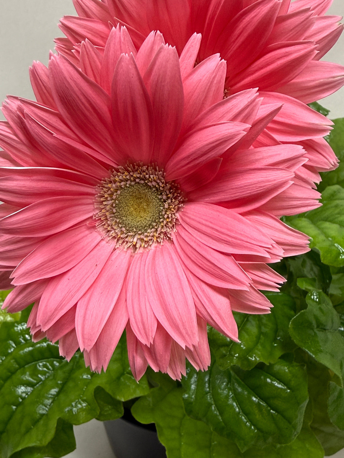 Gerbera Daisy