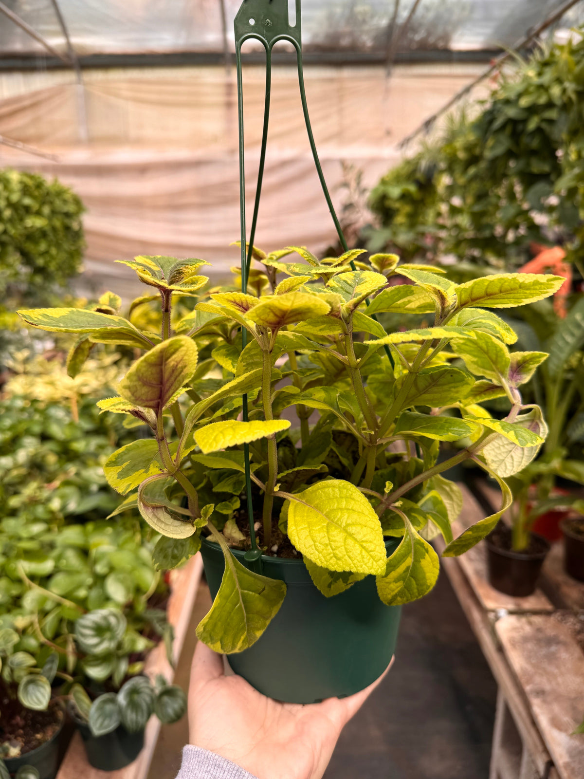 Plectranthus ‘Guacamole’