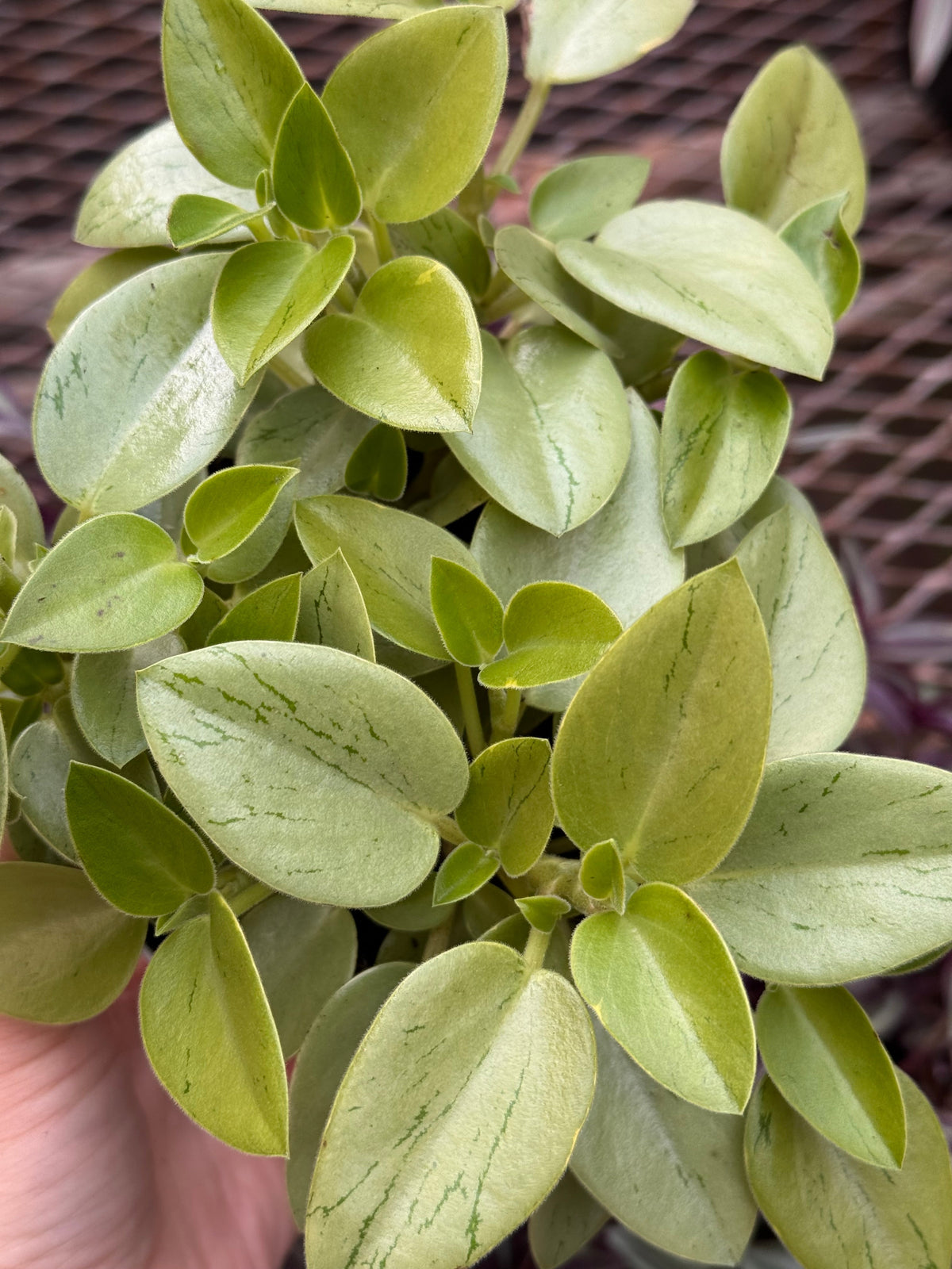 Peperomia 'Pixie Lime’