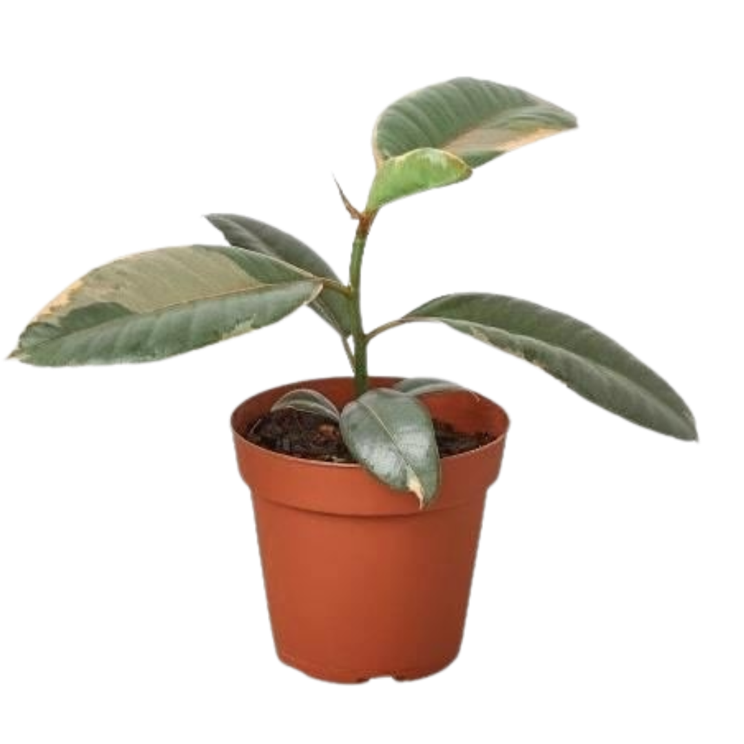 Ficus elastica ‘Ruby Pink’ in a 4-inch nursery pot