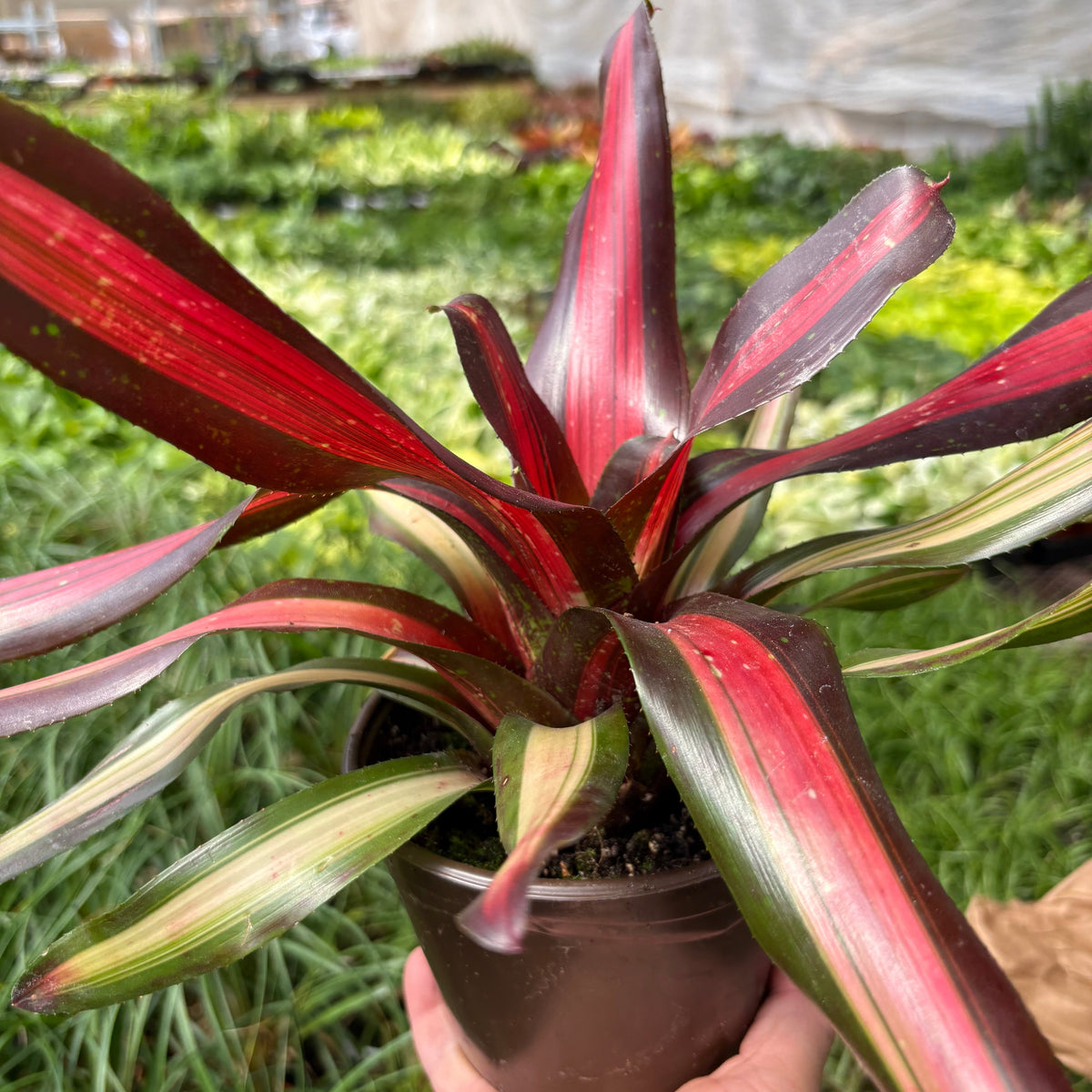 Bromeliad 'Pimiento'