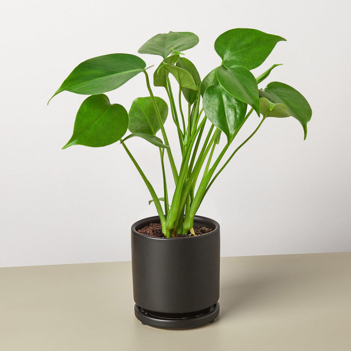 Philodendron Monstera 'Split-Leaf'