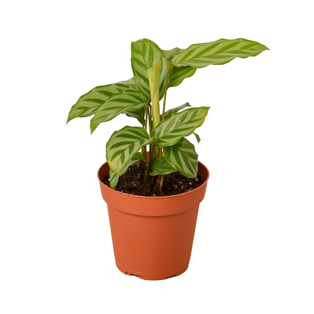 Calathea ‘Freddie’ in a 4-inch nursery pot