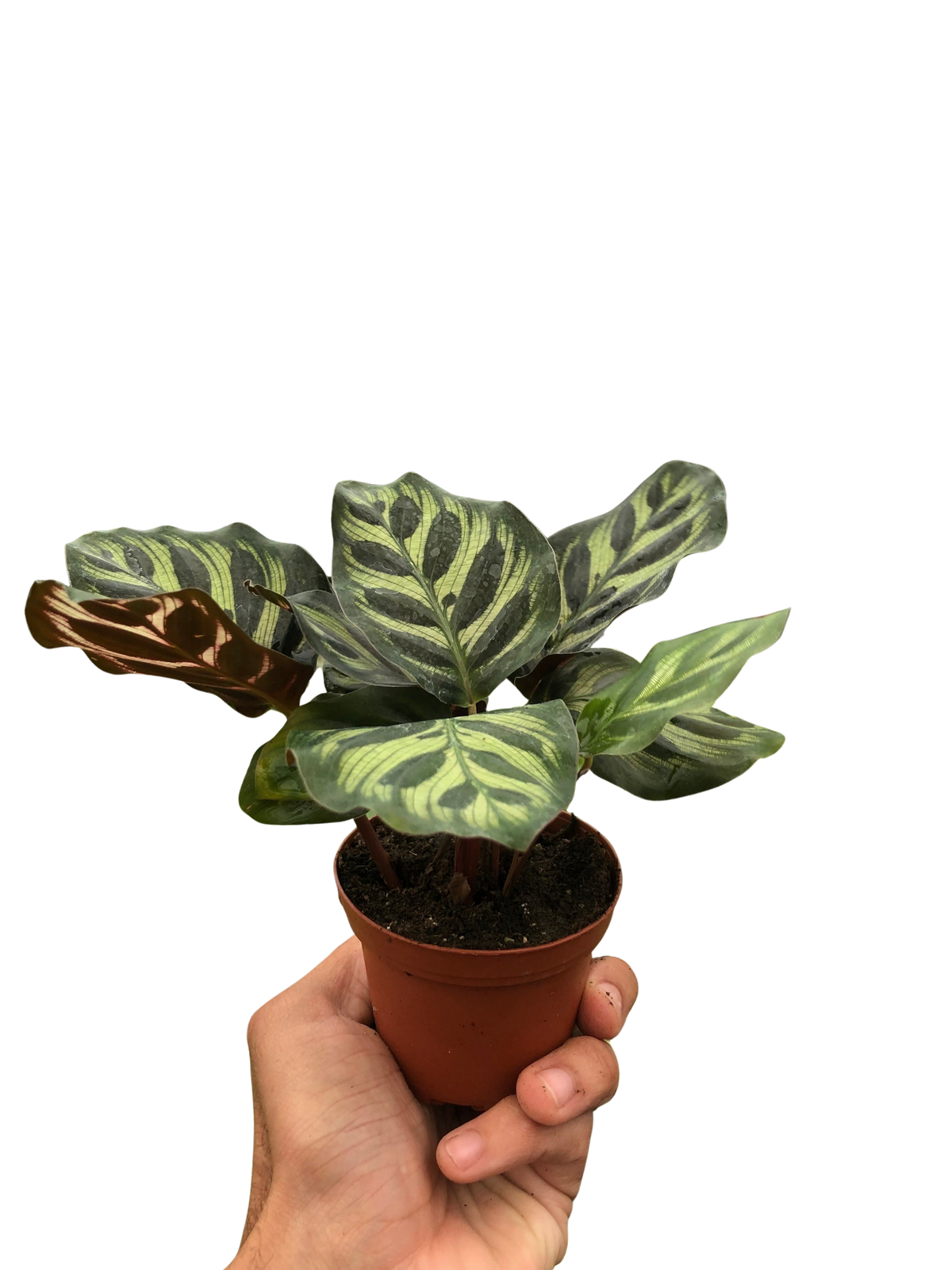 Calathea 'Makoyana' — Nursery Pot