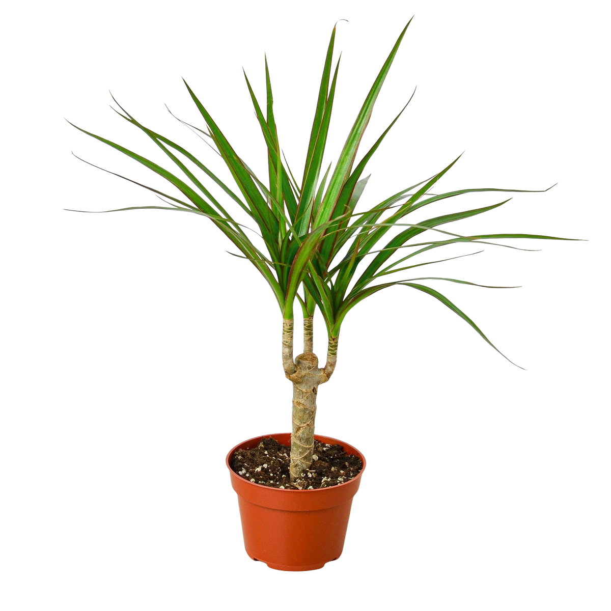 Dracaena Marginata Cane