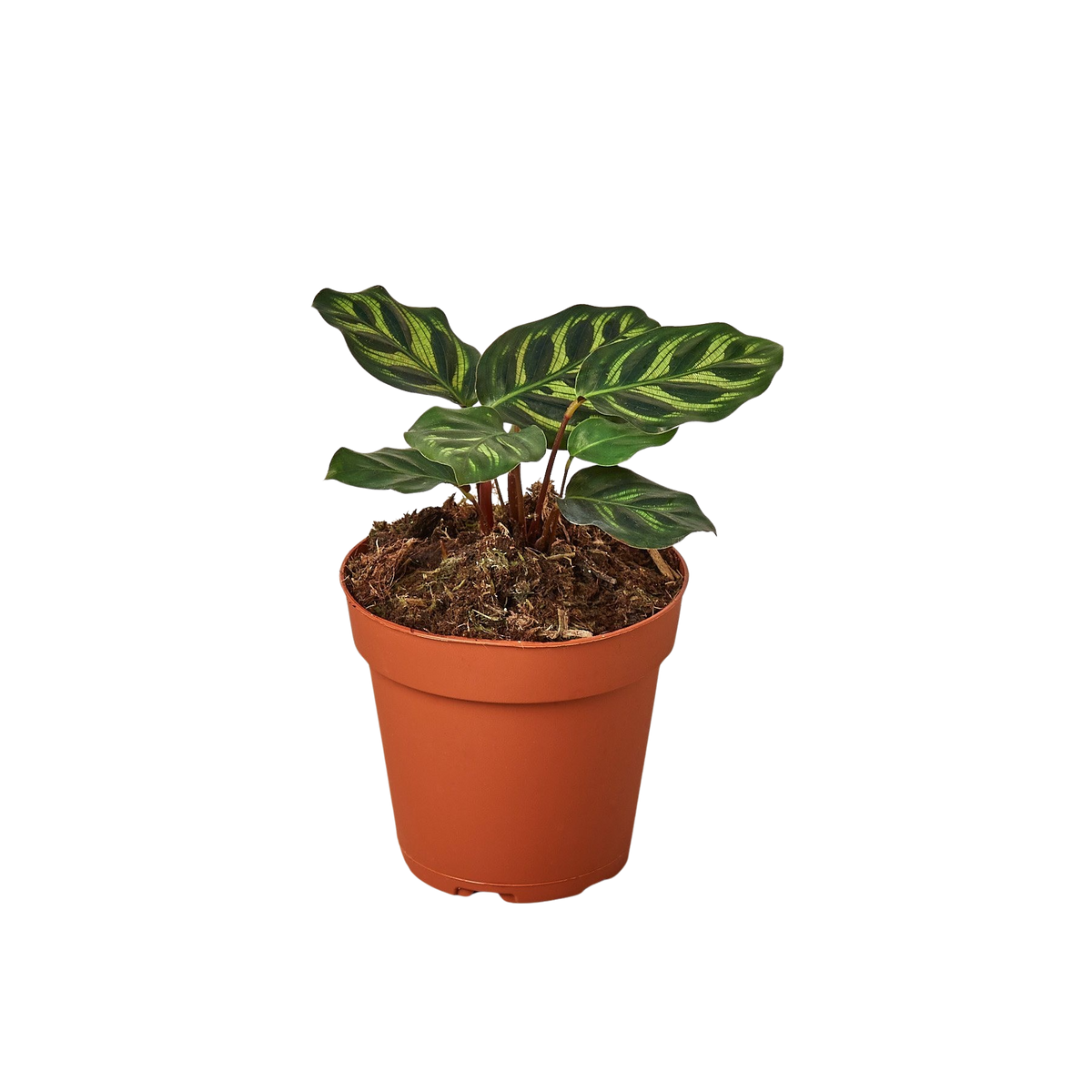 Calathea 'Makoyana' — Pot Options