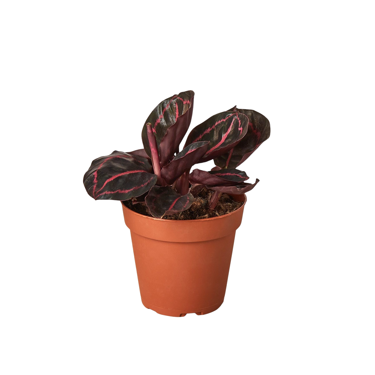 Calathea 'Dottie' — Pot Options