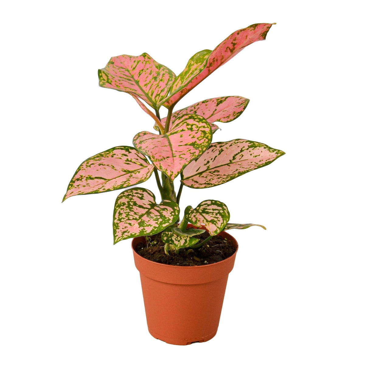 Chinese Evergreen ‘Lady Valentine’ in a 4-inch nursery pot