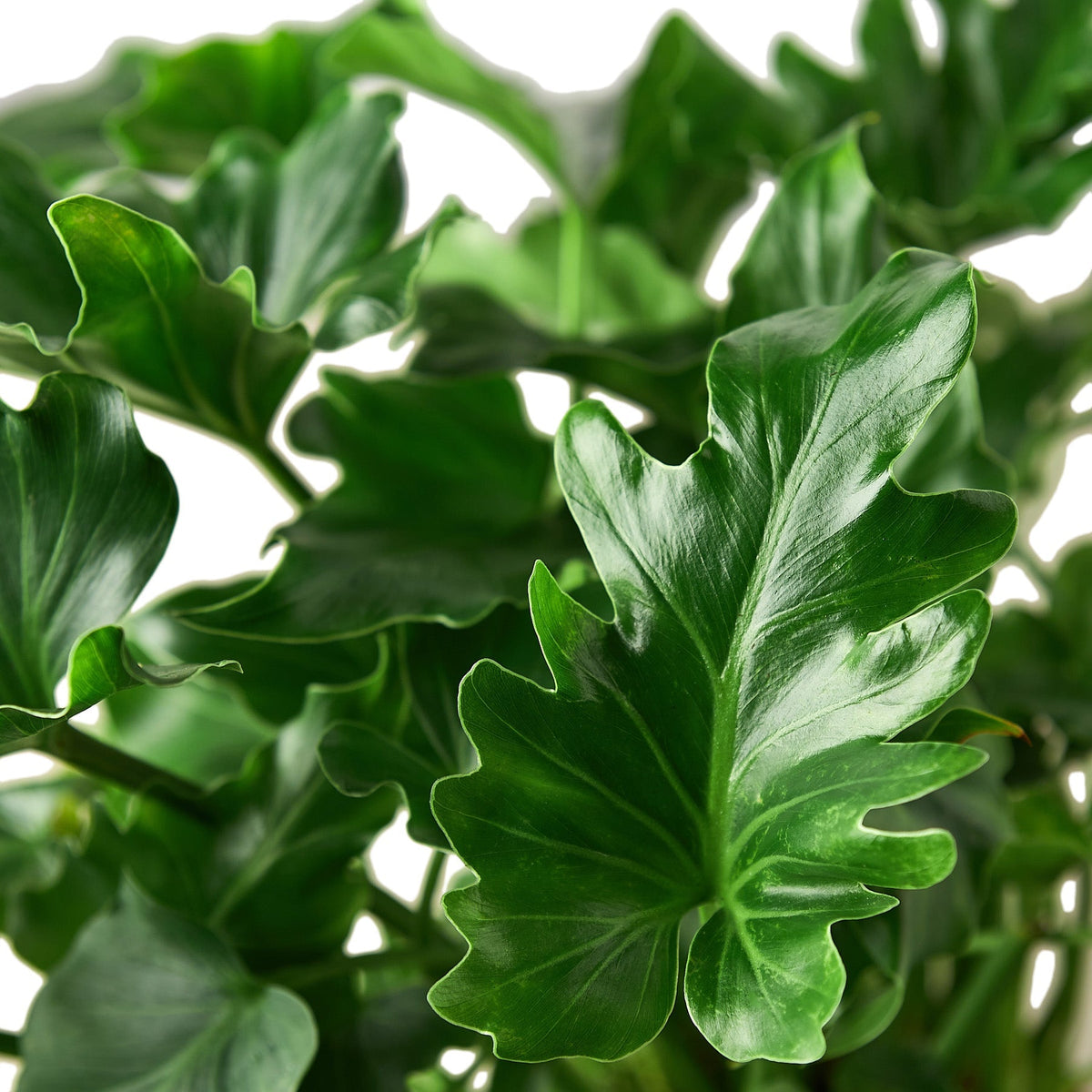 Philodendron 'Little Hope'